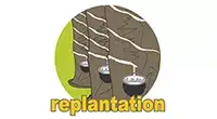 Replantation